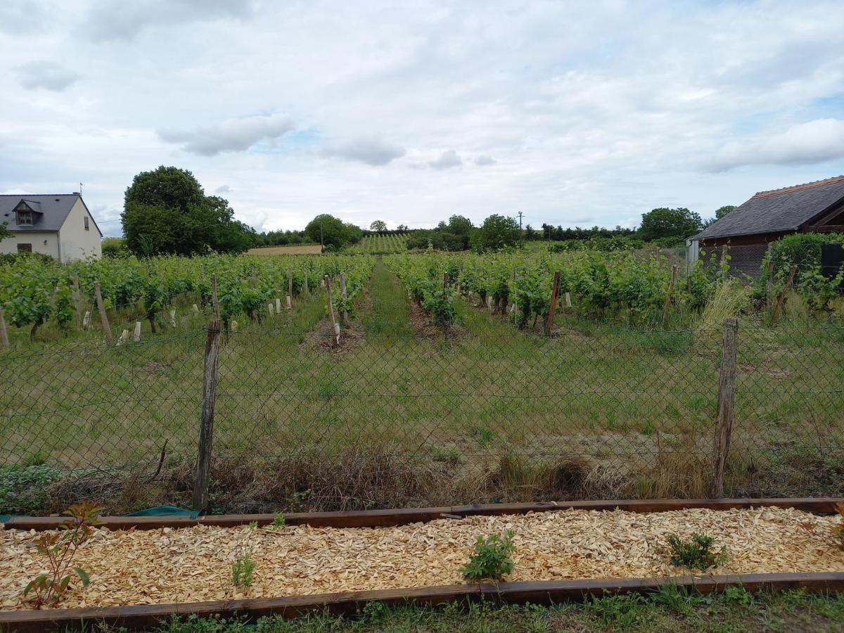 Vila Hebergement Sarment Du Veron Chinon Beaumont-en-Véron Exteriér fotografie